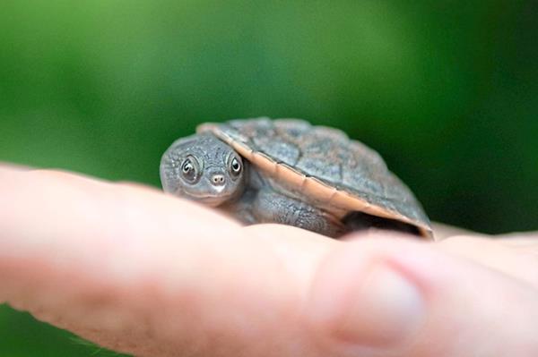Paris is the first Irwin’s turtle hatched at Australia Zoo. — Australia Zoo