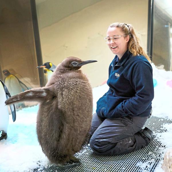 Pesto with Michaela Smale, the penguin keeper who takes care of him at Sea Life Melbourne. — Sea Life Melbourne Aquarium/Facebook
