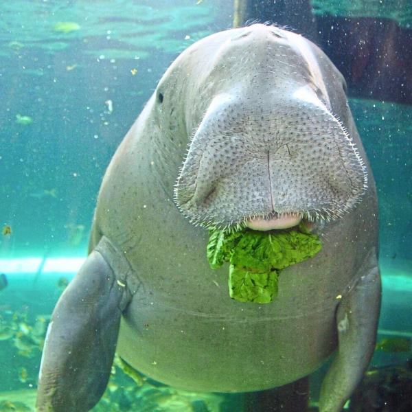 This cute dugong is named Pig thanks to his ‘healthy appetite’. — Sea Life Sydney Aquarium/Facebook