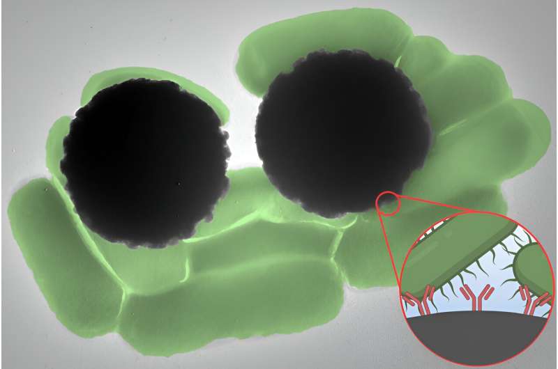 Tiny magnetic beads produce an optical signal that could be used to quickly detect pathogens