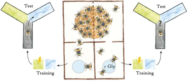 Glyphosate impairs learning in bumblebees
