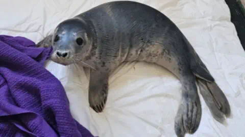 GSPCA A small grey seal pup looking up at the camera. It has black eyes, black nostrils and black spots on its fur with long whiskers on its face. The seal pup is on a white sheet and a purple blanket in the left corner.
