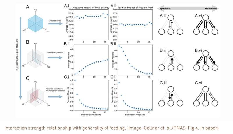 Study: An inverse model for food webs and ecosystem stability