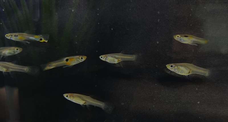 Tiny fish surprise scientists in 'volunteer's dilemma'