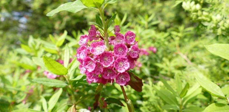 Making the most out of boreal plant resources