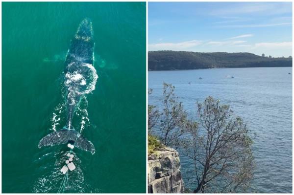 Stuck in Sydney harbour for 22 hours, humpback whale finally returns home after rescue