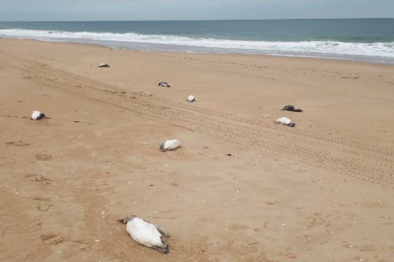 乌拉圭2023年7月20日在Barra Laguna de Rocha海滩上散落着死去的企鹅