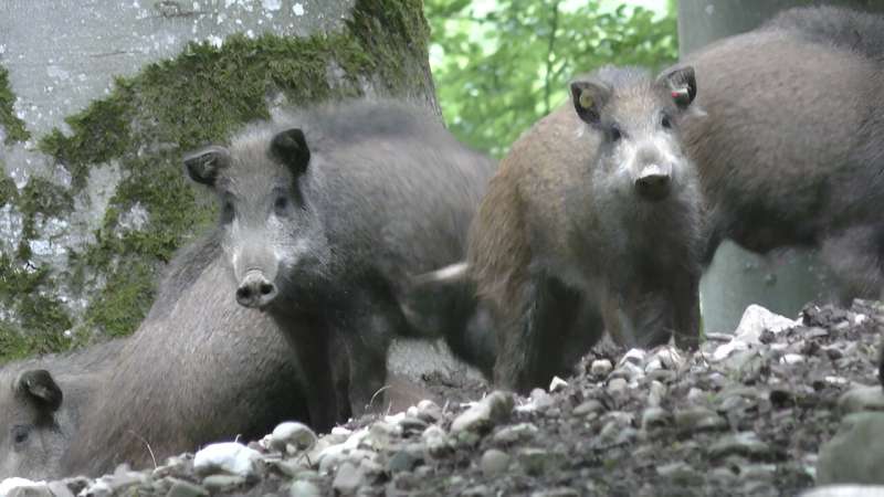 Accelerometers that read behavior of wild boars can detect when they are infected with a fatal virus