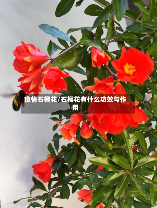 疫情石榴花/石榴花有什么功效与作用-第2张图片