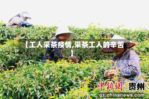 【工人采茶疫情,采茶工人的辛苦】