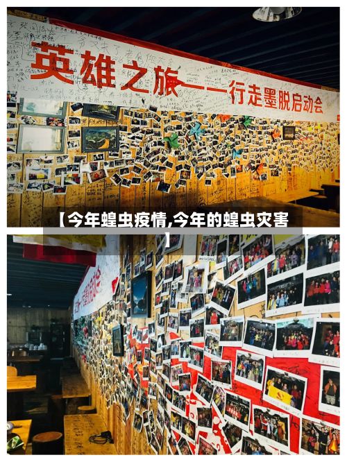 【今年蝗虫疫情,今年的蝗虫灾害】-第3张图片