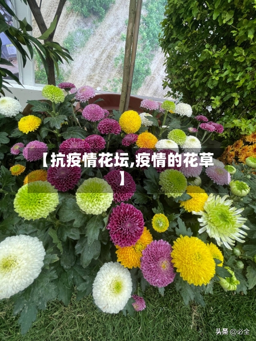 【抗疫情花坛,疫情的花草】-第2张图片