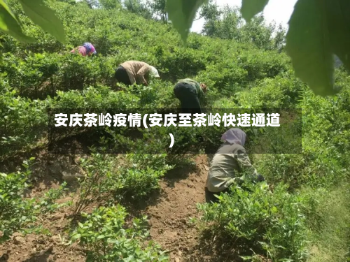 安庆茶岭疫情(安庆至茶岭快速通道)